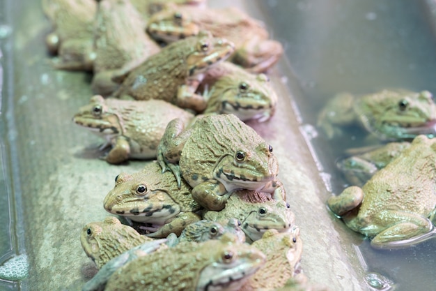 Ciérrese encima de muchas ranas de campo en granja de la acuicultura en Tailandia.