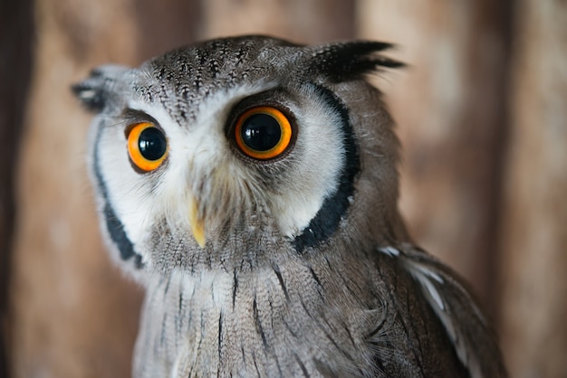 Ciérrese encima de ojo del búho de scops hecho frente blanco con el fondo de madera