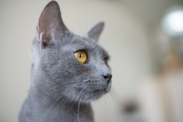 Ciérrese encima de ojo de gato siamés azul.