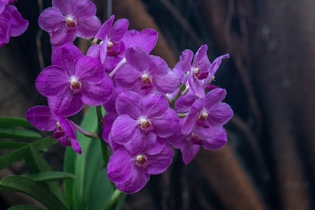 Ciérrese encima de la orquídea púrpura de Vanda en el jardín. Enfoque selectivo hermosa orquídea púrpura.