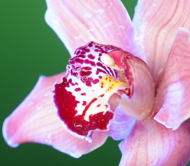 Ciérrese encima de la orquídea rosada.