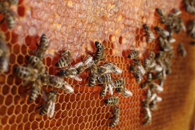 Ciérrese encima del panal en marco de madera con las abejas en él. Apicultura