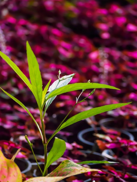 Ciérrese encima del pequeño árbol verde en fondo rojo del árbol de la hoja