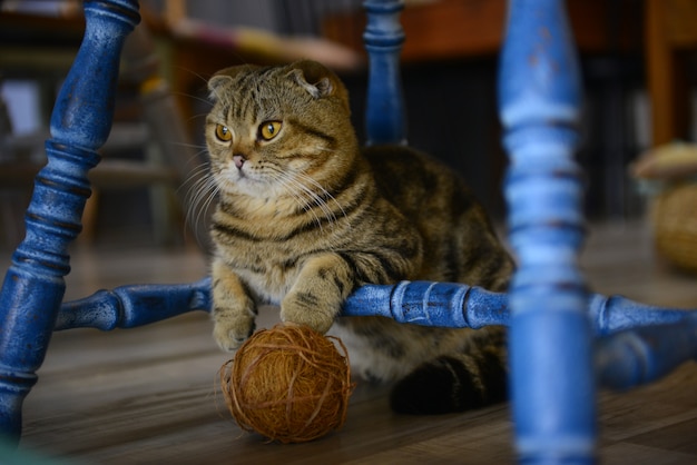 Foto ciérrese encima de pequeño gato en el piso en un café animal.