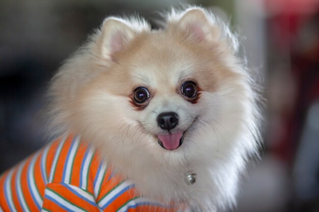 Ciérrese encima del perro de Pomeranian con la camisa del desgaste y siéntese.