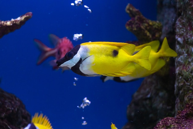 Ciérrese encima de pescados hermosos en el acuario en la decoración del fondo de las plantas acuáticas.