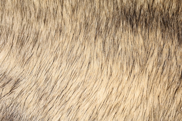 Ciérrese encima de la piel gris del perro para la textura y el modelo.