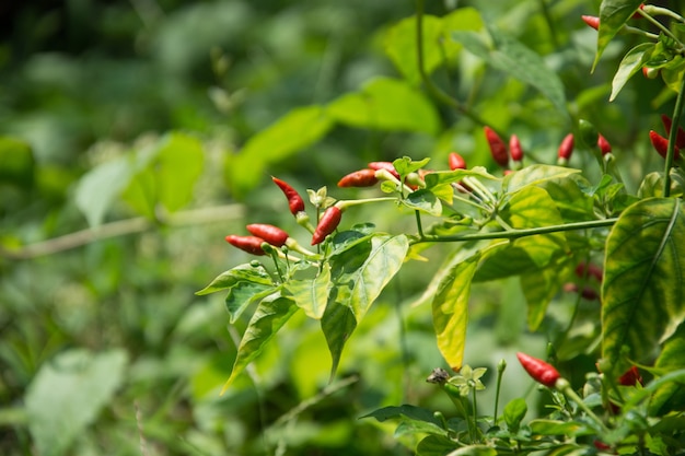 Ciérrese encima de las pimientas de chile rojo frescas en jardín.