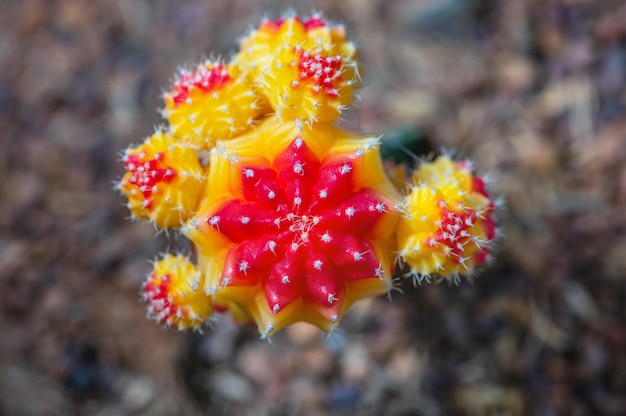 Ciérrese encima de la planta de cactus pequeña colorida con hermosa flor amarilla y roja en el árbol de Ruby Ball, cactus injertado o cactus lunar, macro de Gymnocalycium mihanovichii
