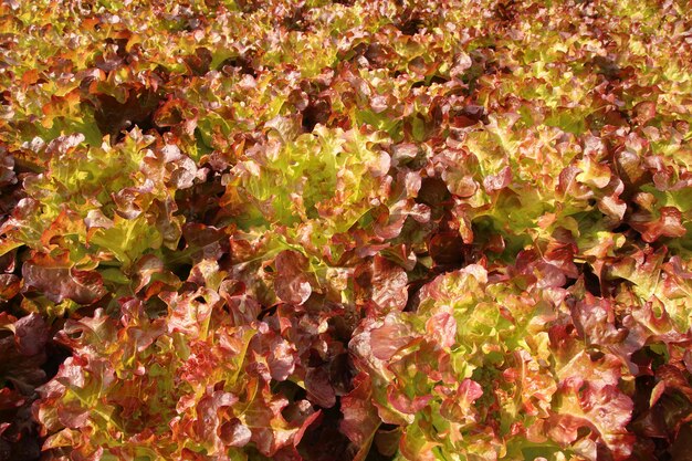 Foto ciérrese encima de las plantas de la lechuga que crecen en el jardín, verdura hidropónica roja fresca.