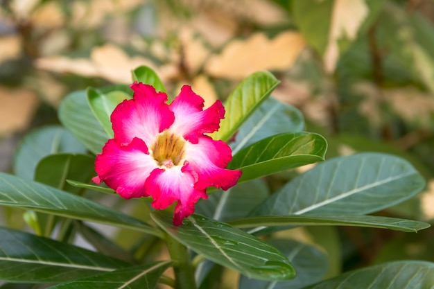 Ciérrese encima de Plumeria en espacio del jardín y empañe el fondo.