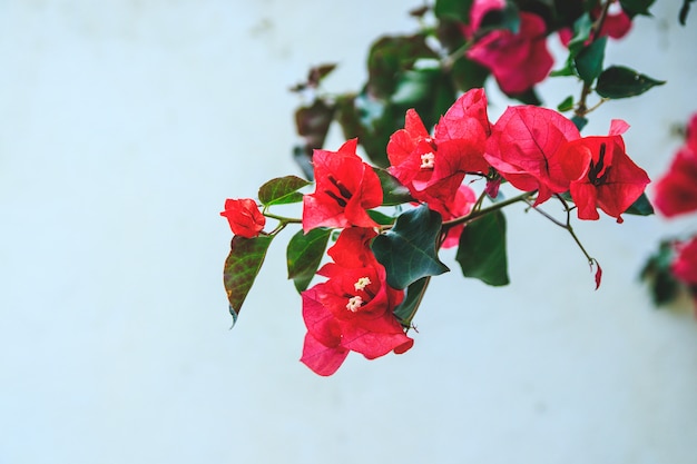 Ciérrese encima del retrato de flores hermosas delante de la pared blanca