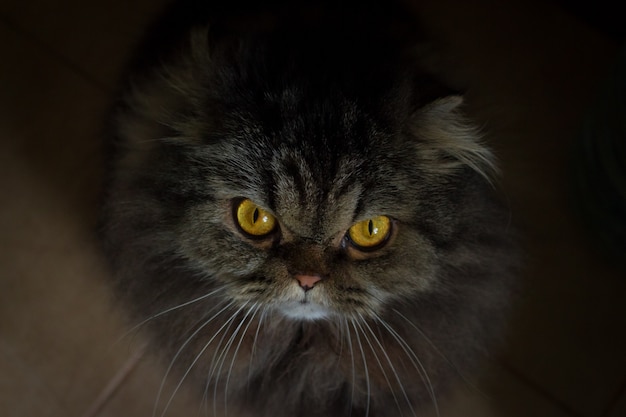 Ciérrese encima del retrato del gato escocés peludo gris enojado serio con los ojos anaranjados que miran en cámara