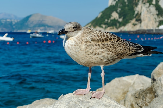 Ciérrese encima del retrato de una gaviota que se coloca en la piedra en Italia en la isla de Capri.