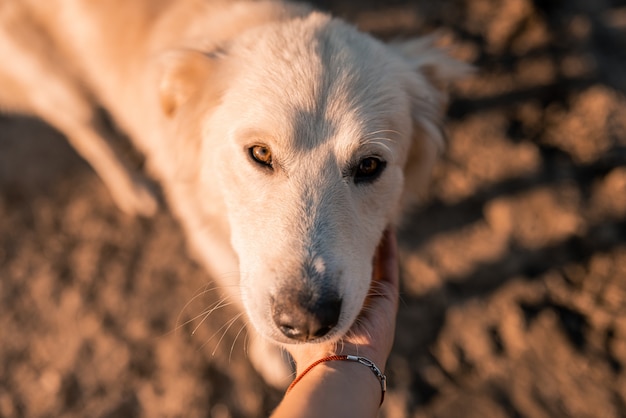 Ciérrese encima del retrato del perro de alabai del hocico blanco en puesta del sol