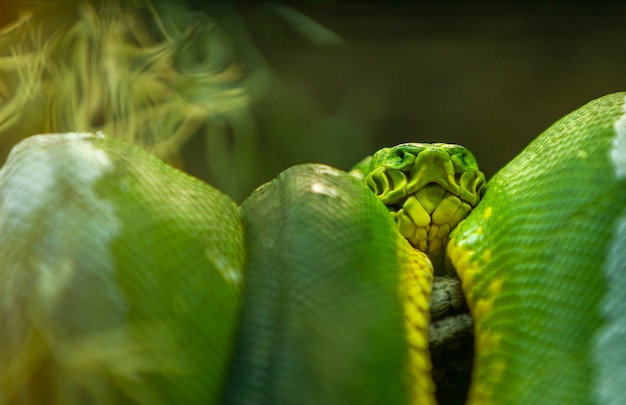 Ciérrese encima del retrato de la pitón verde hermosa del árbol