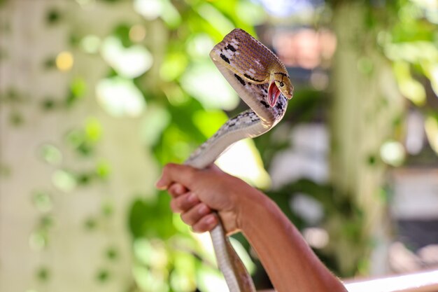 Ciérrese encima de la serpiente de rata en el hombre de Asia de la mano