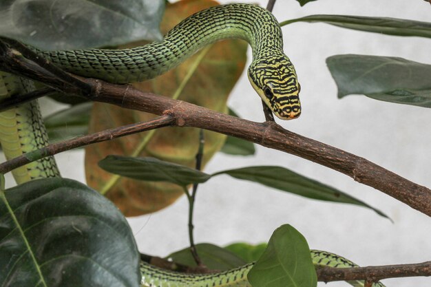 Ciérrese encima de serpiente verde o del ornata de Chrysopelea en árbol.