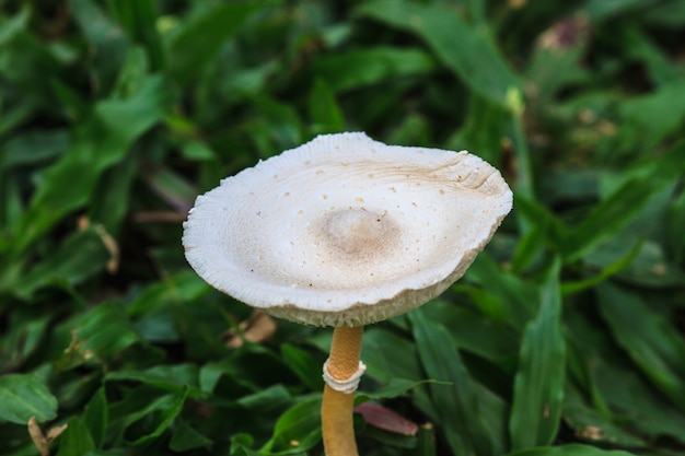 Ciérrese encima de seta en bosque profundo