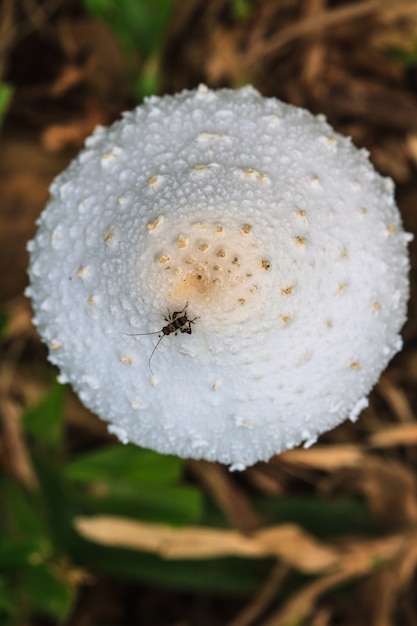 Ciérrese encima de seta en bosque profundo