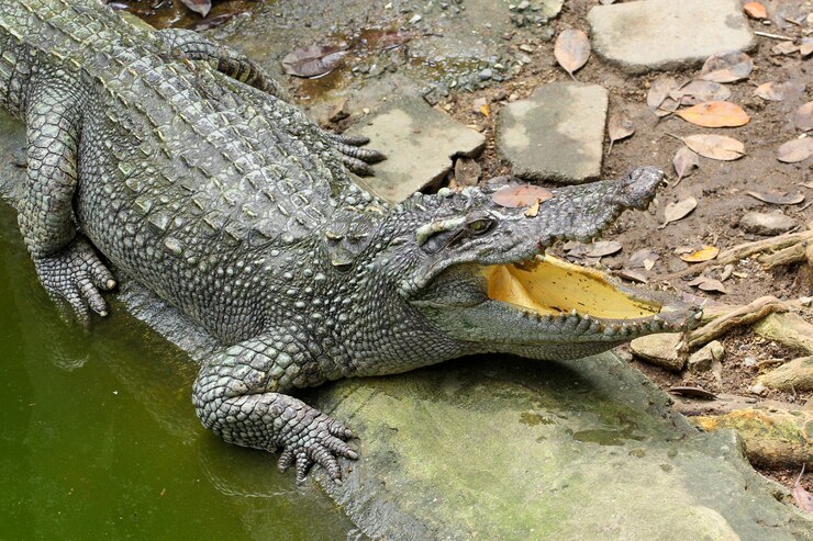 Ciérrese encima del sueño principal del cocodrilo de la sal en el canal.