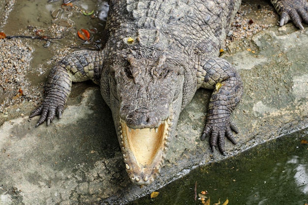 Ciérrese encima del sueño principal del cocodrilo de la sal en el canal.