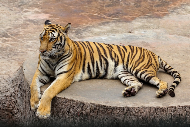 Ciérrese encima de tigre en piso del cemento en Tailandia