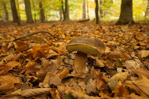 Ciérrese encima de tiro de un champiñón en la tierra del bosque