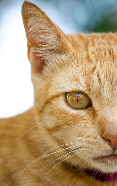 Ciérrese encima de vista de un gato doméstico amarillo que descansa sobre una pared.