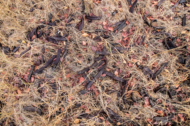 Ciérrese encima de vista de un manojo de frutas del algarrobo en la tierra.