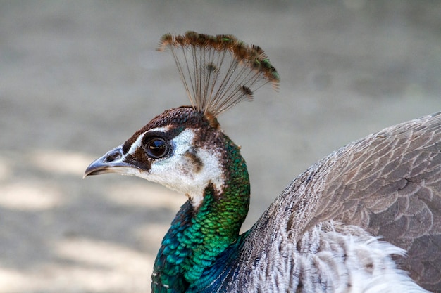 Foto ciérrese encima de vista de un pavo real femenino (cristatus del pavo).