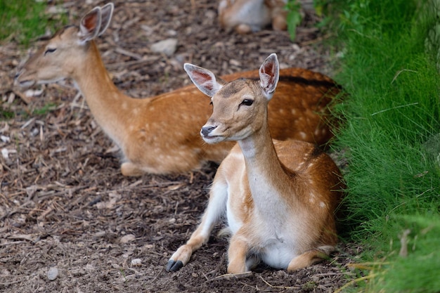 Cierva gamo europea, Dama dama