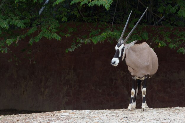 Ciervo de antílope Gemsbok (Oryx gazella), Sudáfrica