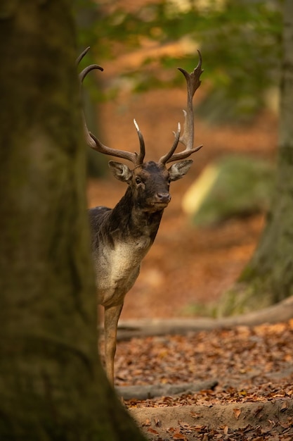 Ciervo en barbecho asomándose desde detrás de un árbol enorme en el bosque de otoño