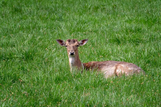 Ciervo en barbecho Dama dama Ciervo en barbecho hembra en un prado