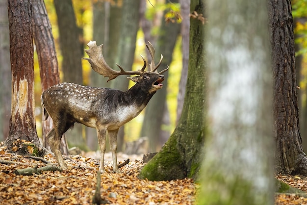 Ciervo en barbecho rugiendo en el bosque en la naturaleza de color otoñal