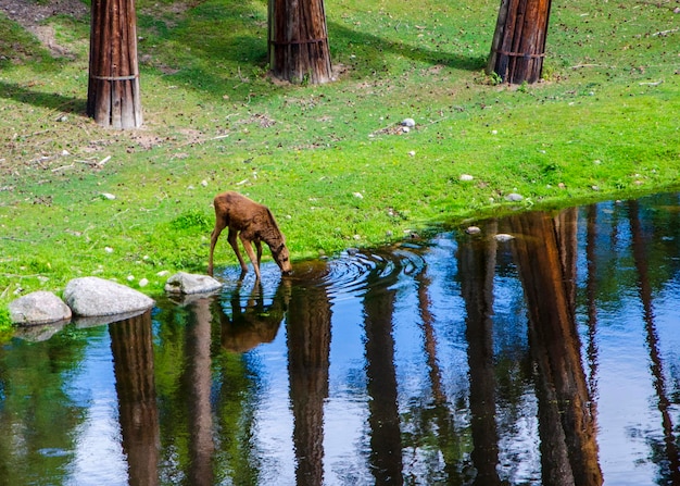 Un ciervo bebiendo agua de un estanque en el bosque Kolmarden Wildlife Park Suecia