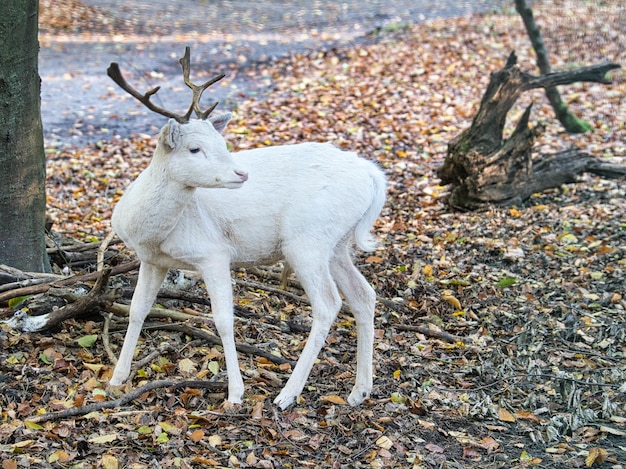 Ciervo blanco aislado en un bosque caducifolio