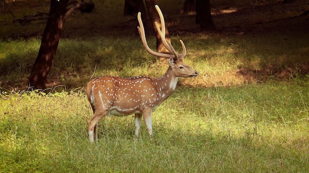 Un ciervo en un bosque en india