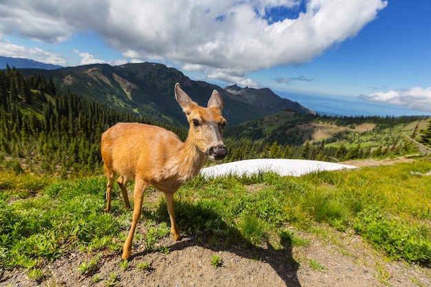 Ciervo en bosque verde, Estados Unidos