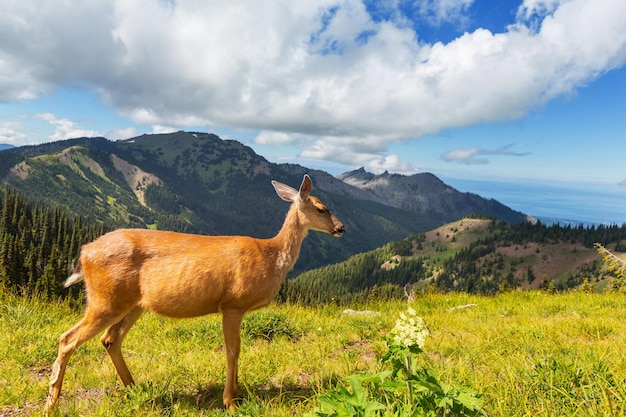 Ciervo en bosque verde, Estados Unidos