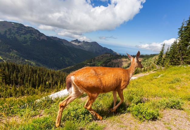 Ciervo en bosque verde, Estados Unidos