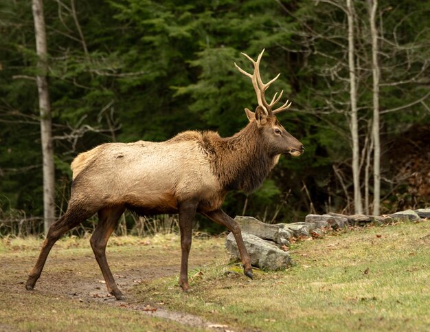 Foto ciervo en un bosque