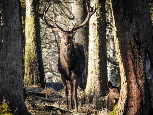 Foto ciervo en un bosque