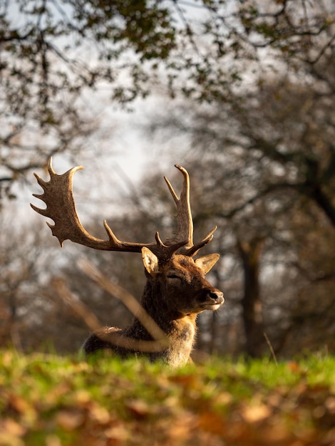 Foto ciervo en un bosque