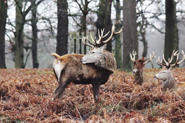 Foto ciervo en un bosque