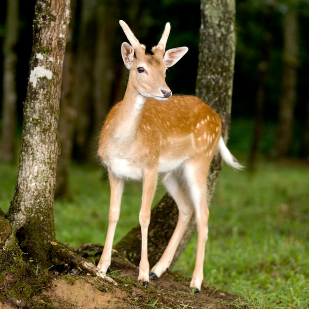 Ciervo en el bosque