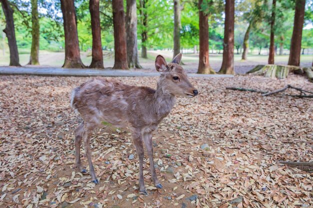 Un ciervo en un bosque