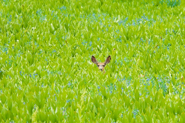 Un ciervo bura escondido en un campo de flores y plantas silvestres falso eléboro Orejas visibles