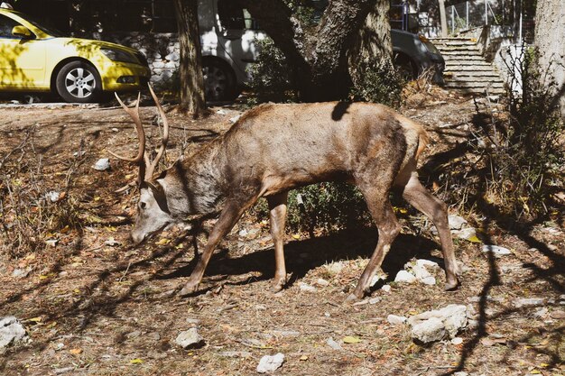 Un ciervo caminando en un parque forestal